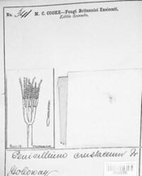 Penicillium crustaceum image